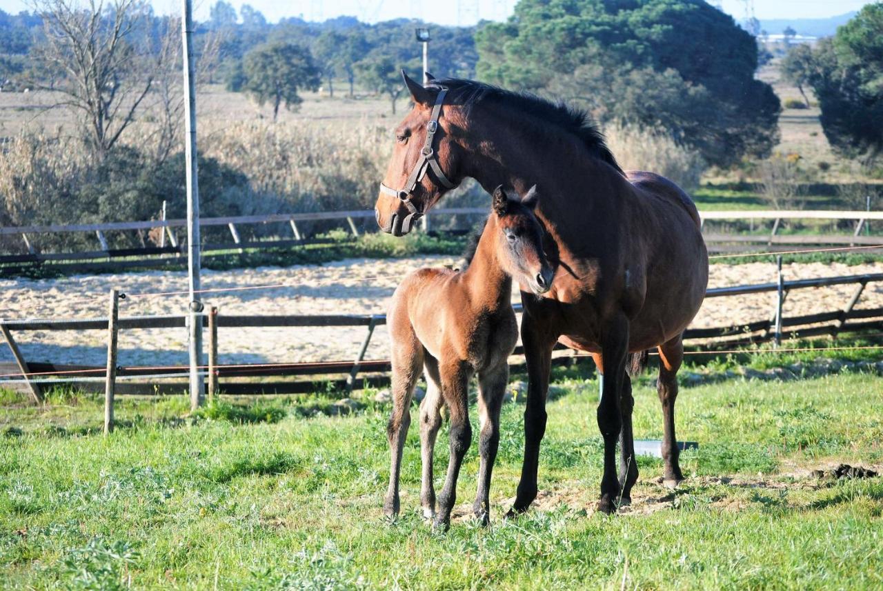 Grândola Monte D'Vagar By Estilo Lusitano, Com Piscina Privadaヴィラ エクステリア 写真